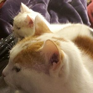 Meet your Posher, Keshia